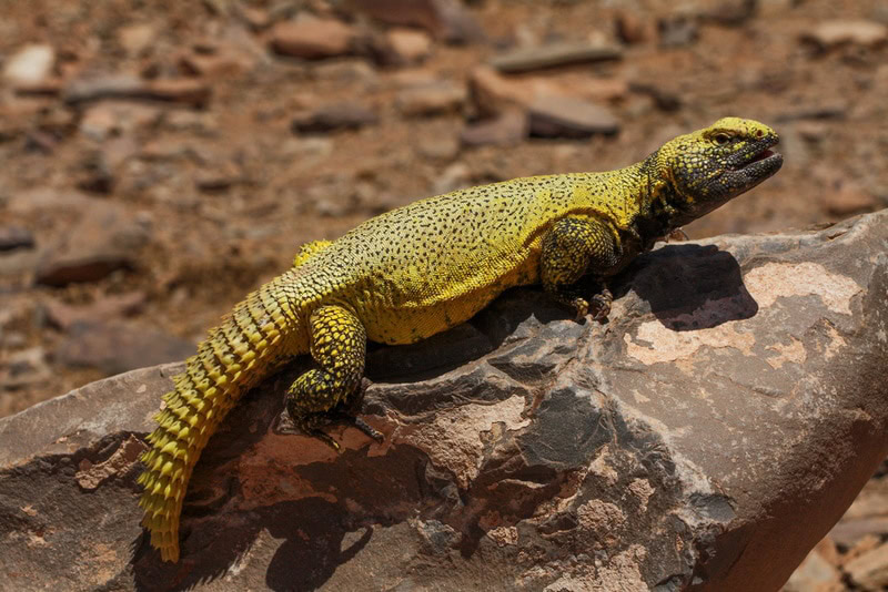 moroccan uromastyx lizard