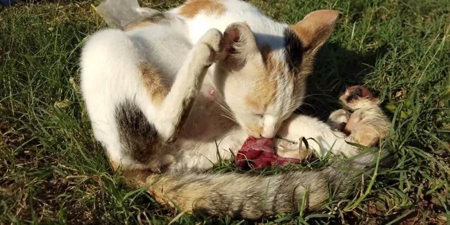 mother giving birth to a child