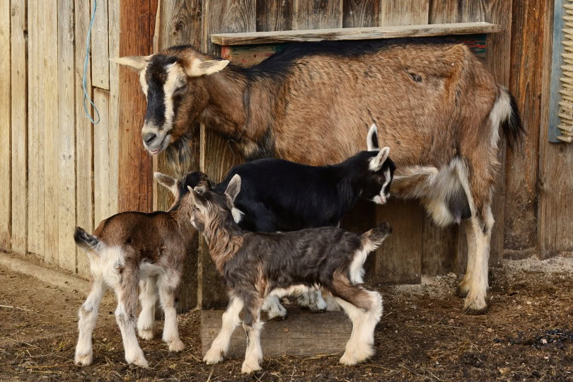 mother goat and kids