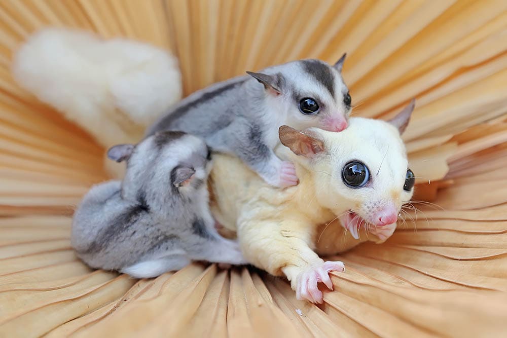 mother sugar glider with its babies