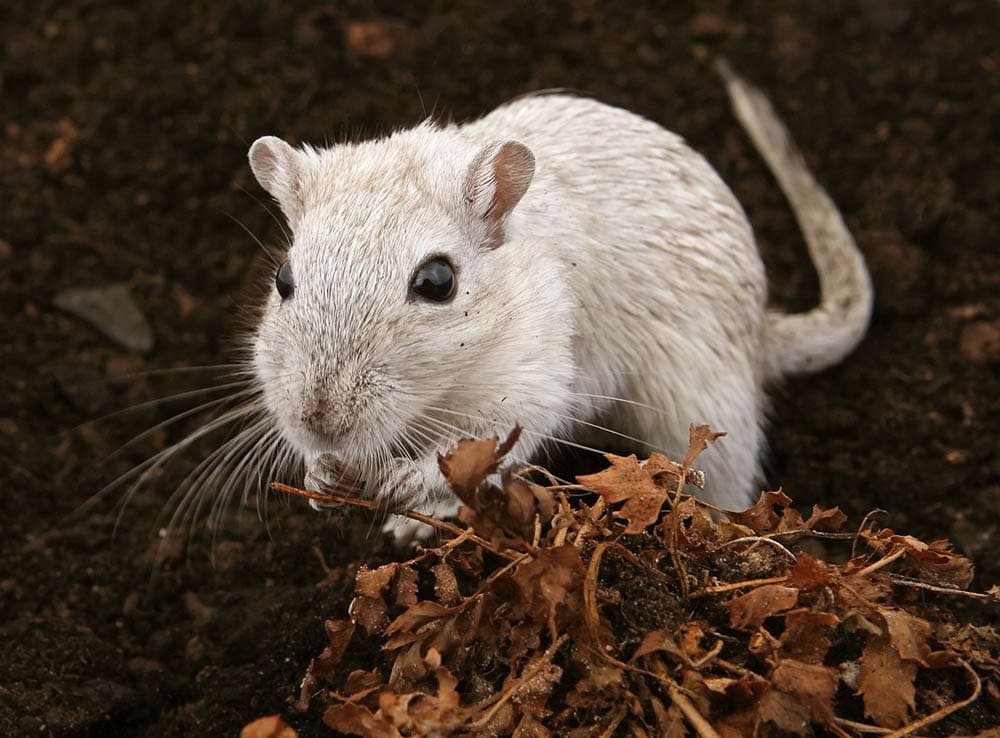 mouse close up