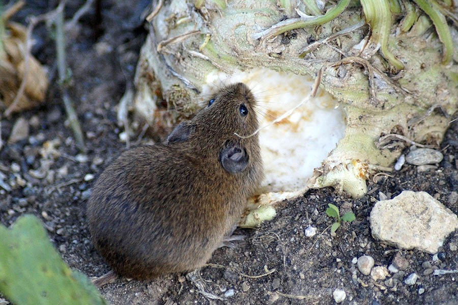 mouse eating food scraps