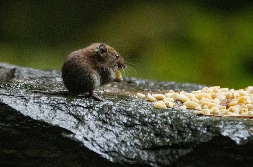 mouse eating