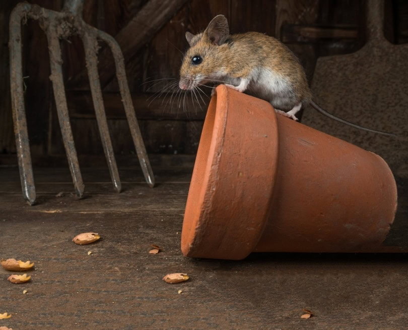 mouse sitting on clay pot
