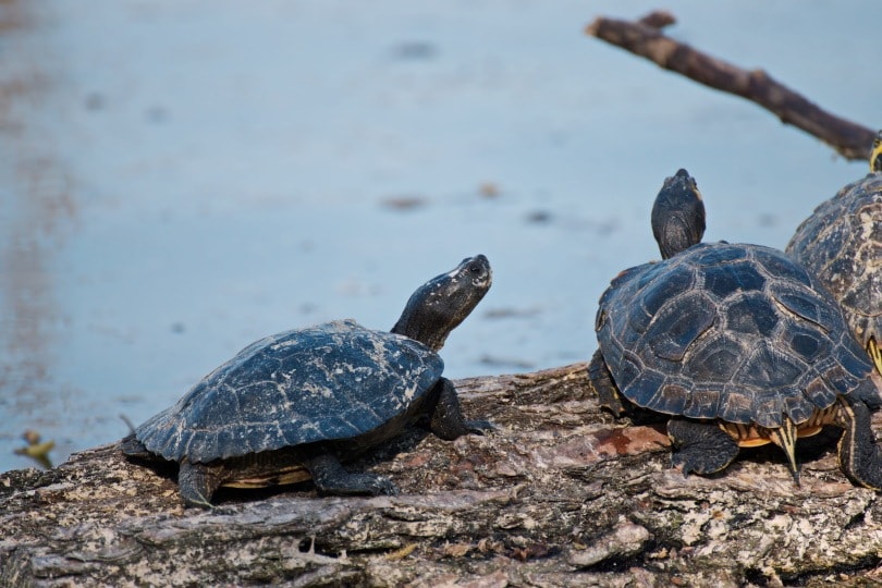 mud turtle_Piqsels