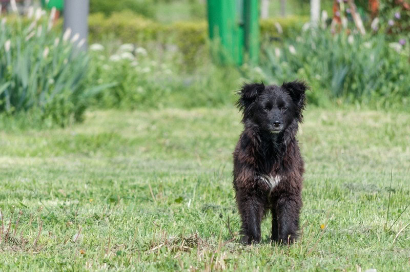 mudi dog