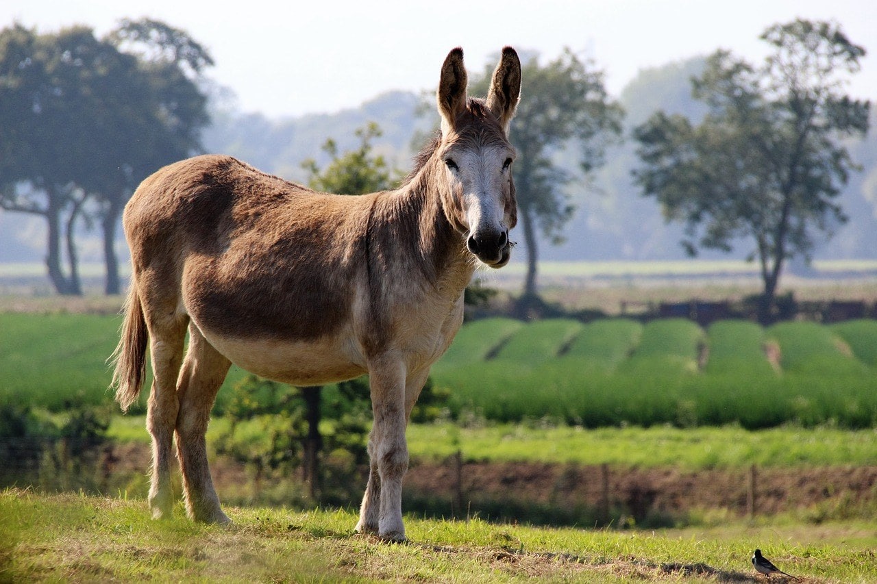 mule