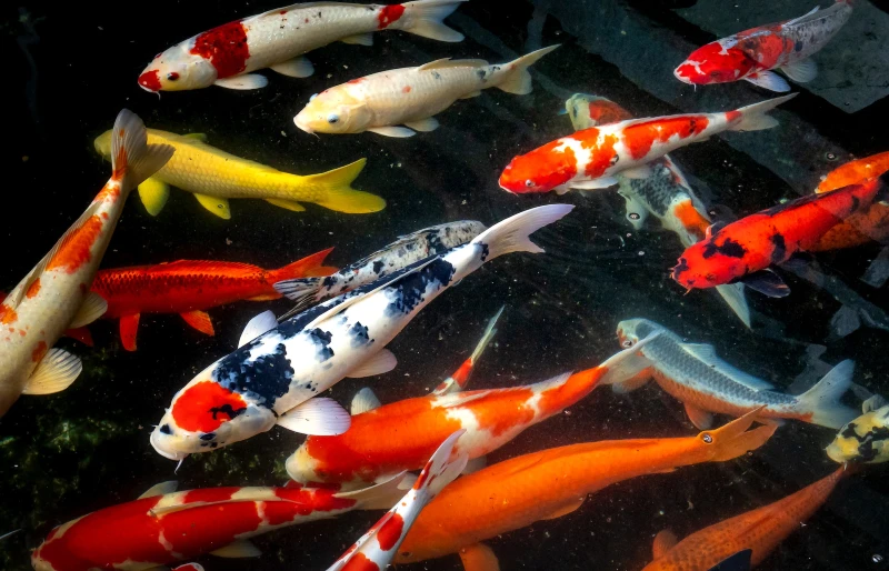 multicolored koi fish