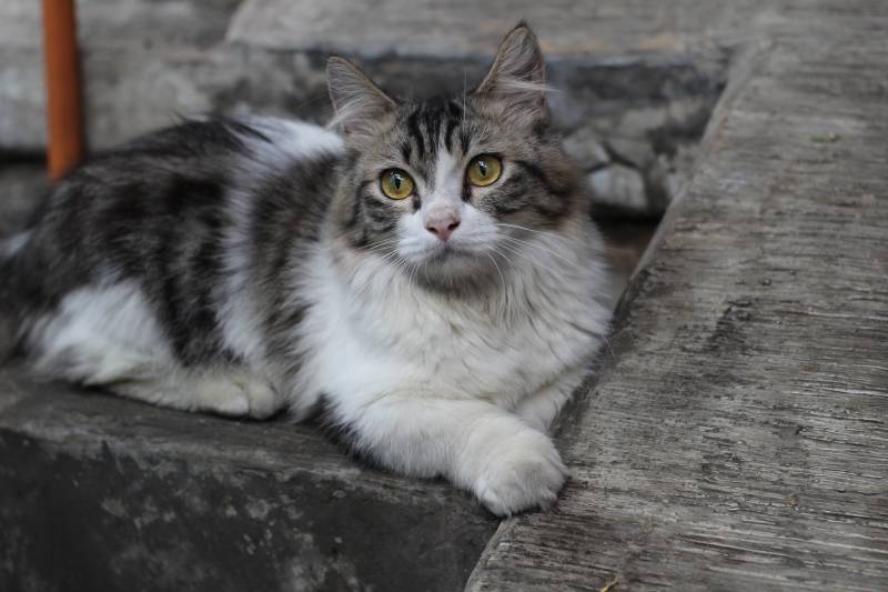 munchkin cat stalking its prey