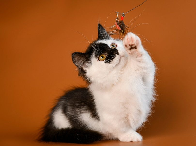 munchkin cute