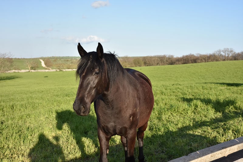 murgese horse in the meadow