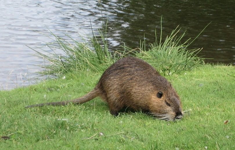 muskrat