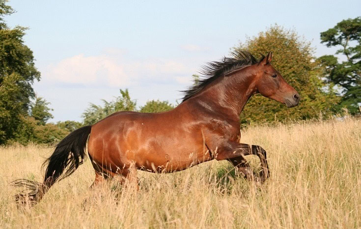 mustang on the field