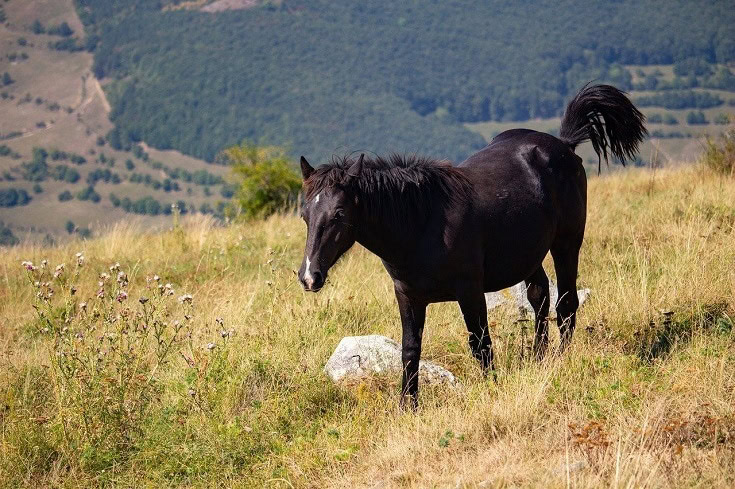 mustang