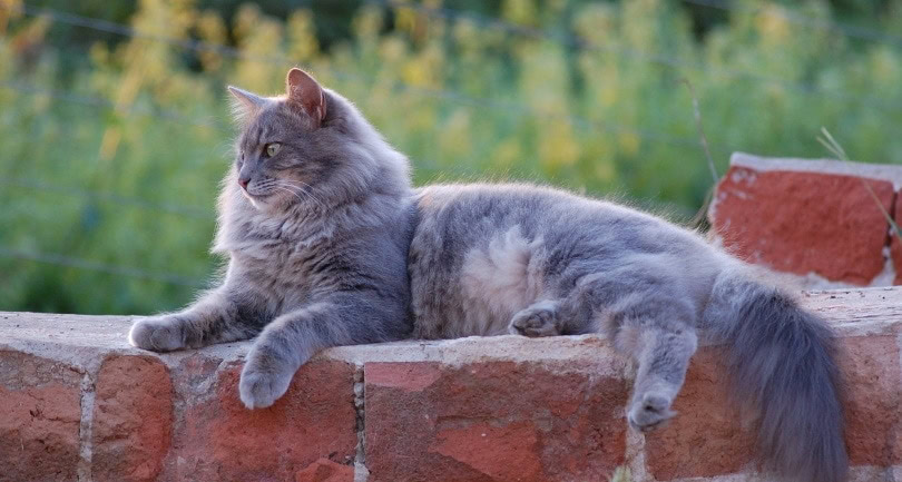 nebelung cat lying on a brick wall