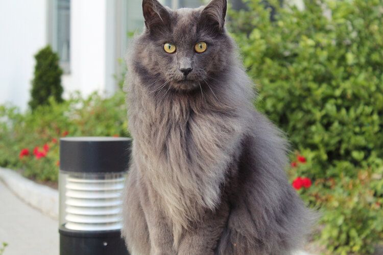 nebulung cat sitting outside