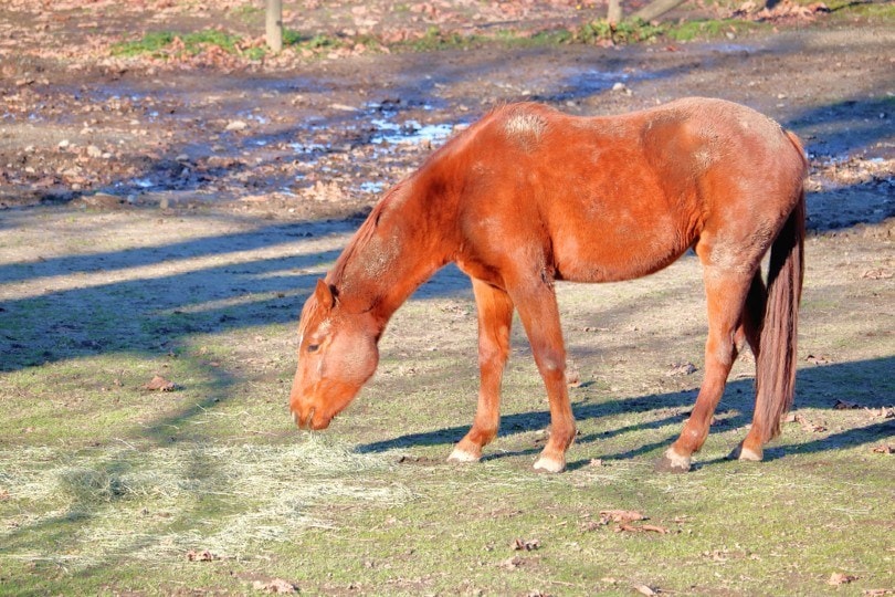 neglected domestic horse
