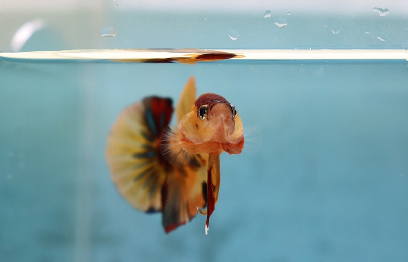 nemo koi betta