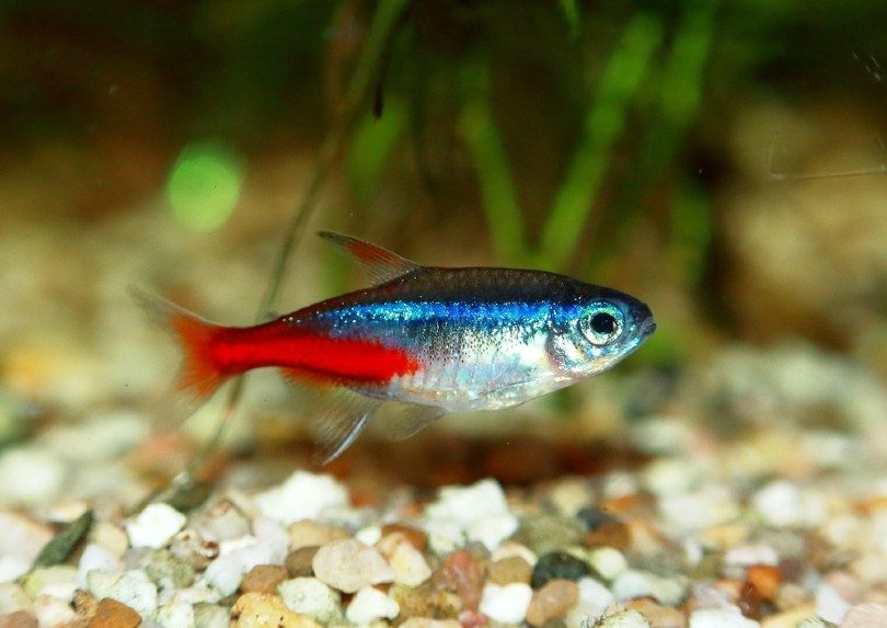 neon tetra fish