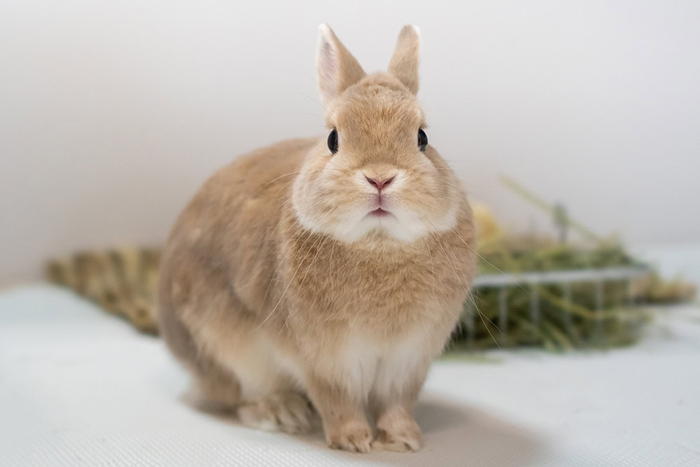 netherlands dwarf rabbit in the hutch