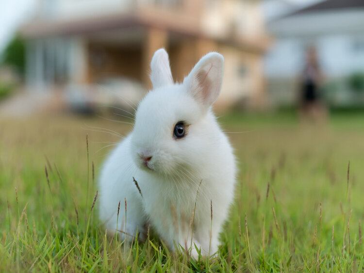 netherland dwarf rabbit