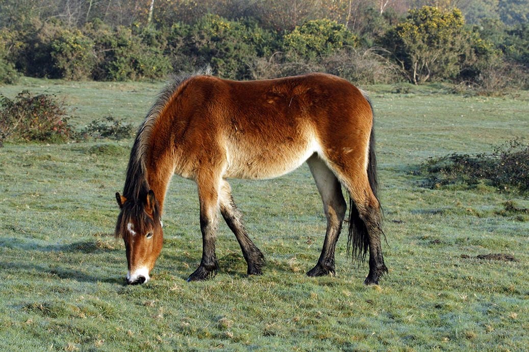 New Forest Pony