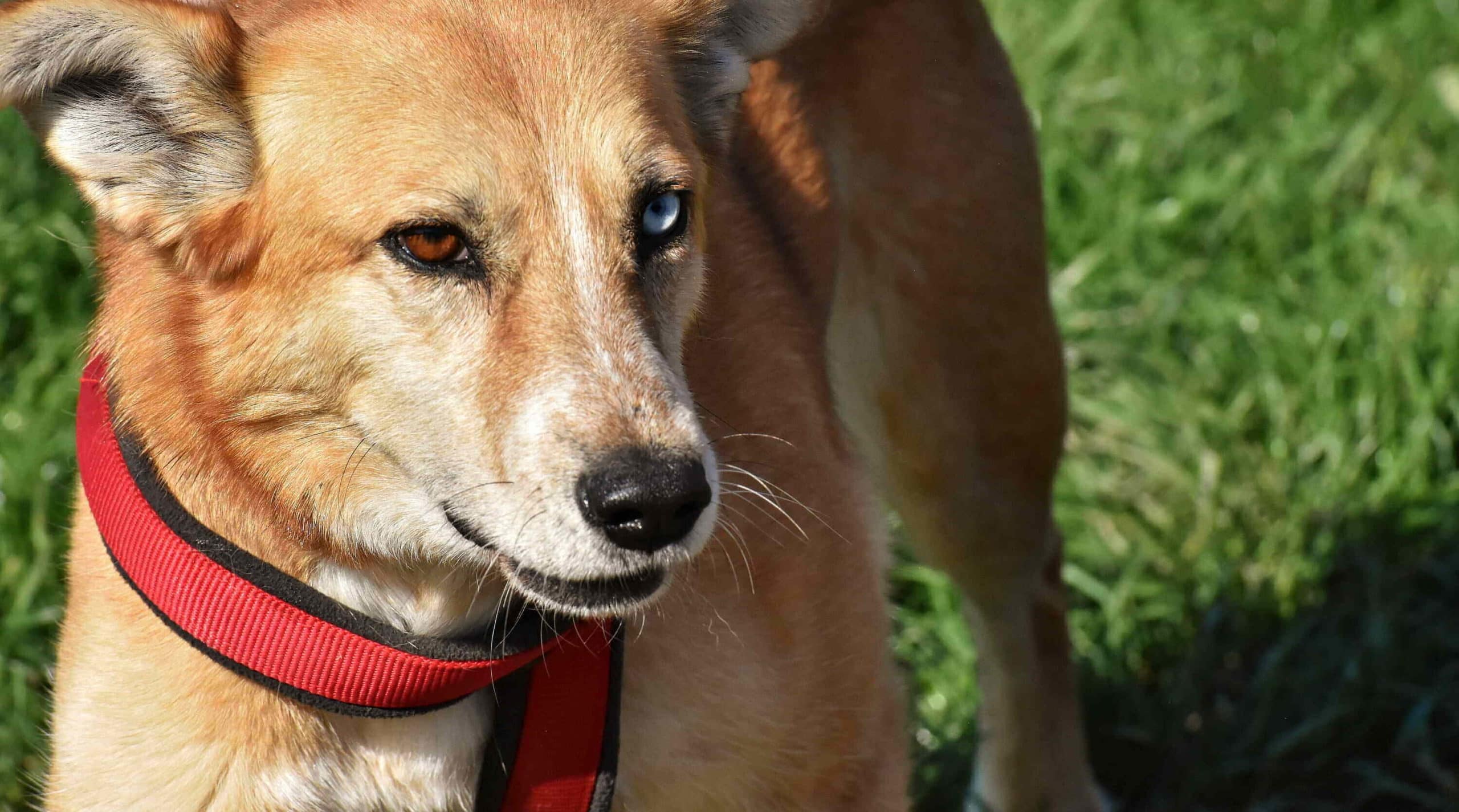 New Guinea Singing Dog