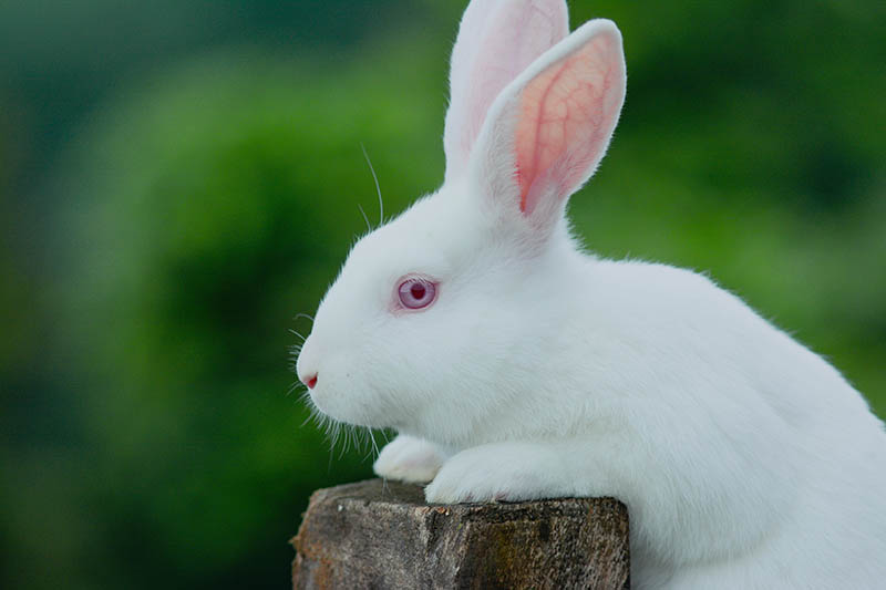new zealand rabbit up close