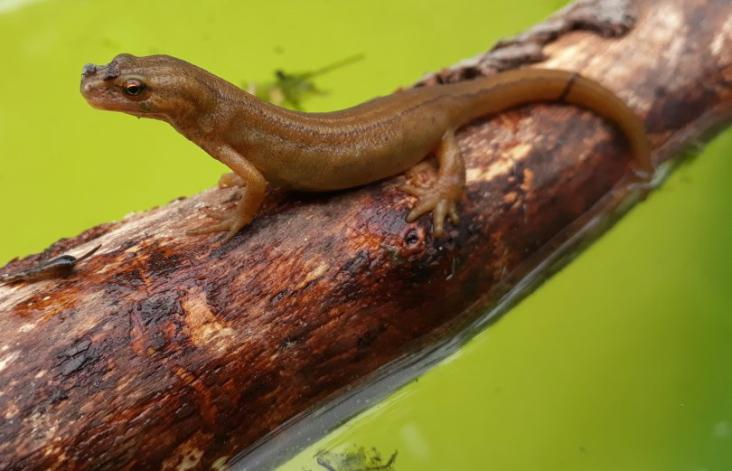 newt in tree branch