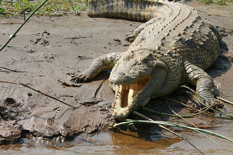 nile crocodile in the wild