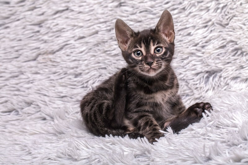 charcoal bengal cat kitten