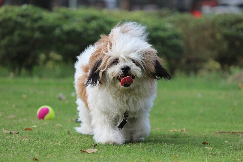 lhasa apso-pixabay