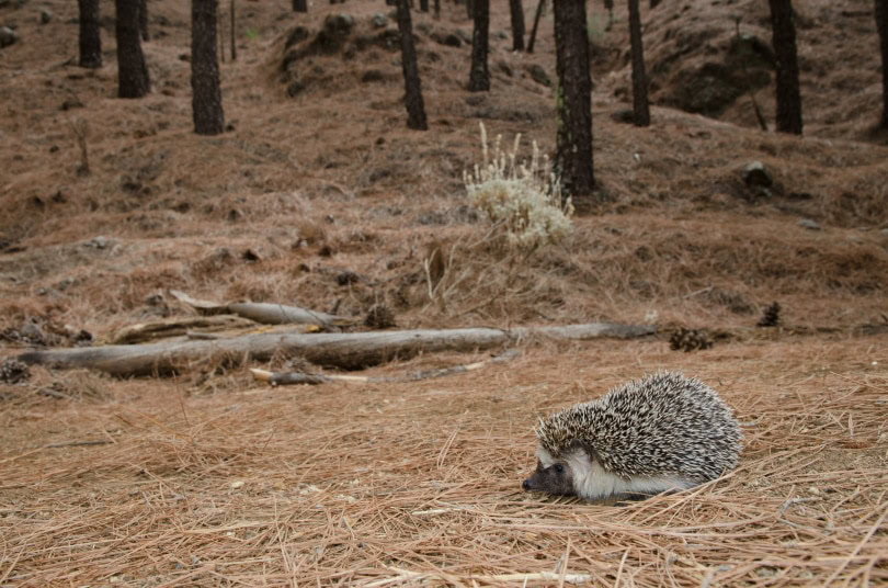 north african hedgehog