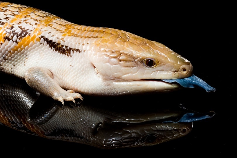northern blue tongue skink_EWStock_shutterstock