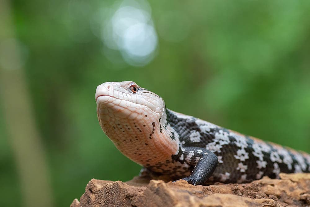 Northern Blue Tongue Skink up close