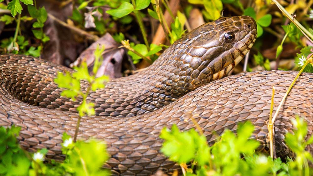 Northern Mole Kingsnake