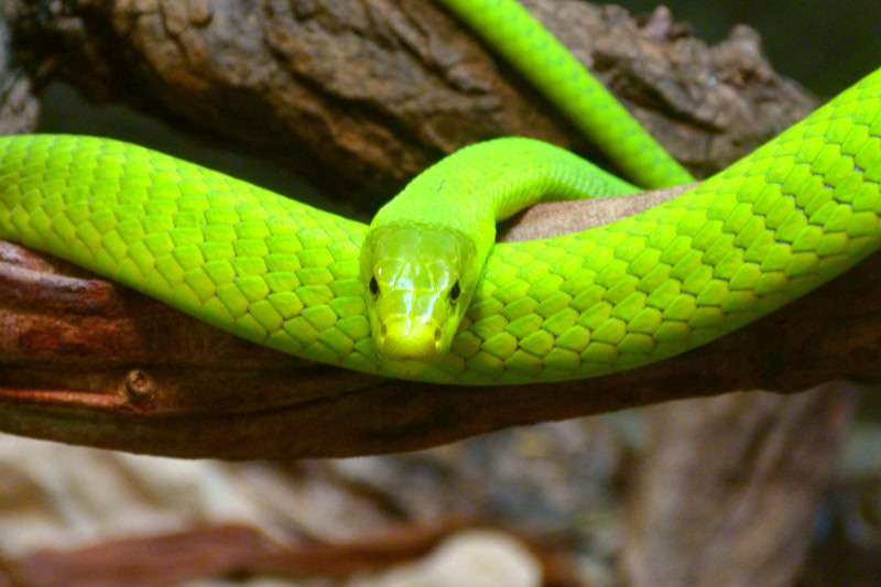 northern rough green snake