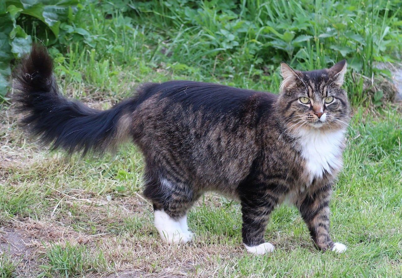 norwegian forest cat outdoors