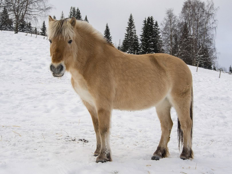 norweigan fjord-pixabay