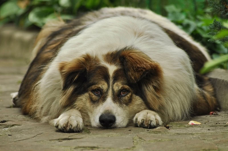 obese dog