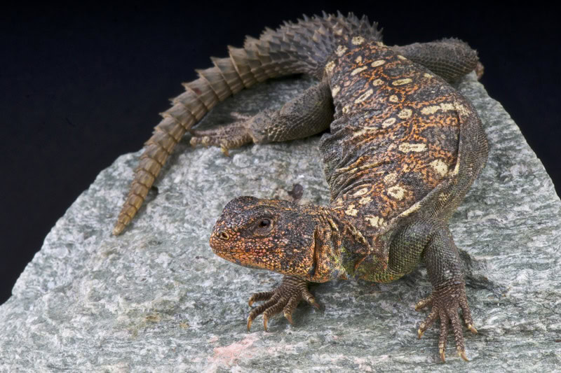 ocellated uromastyx lizard