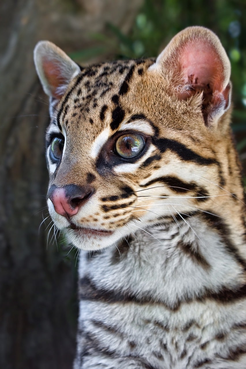 ocelot close up