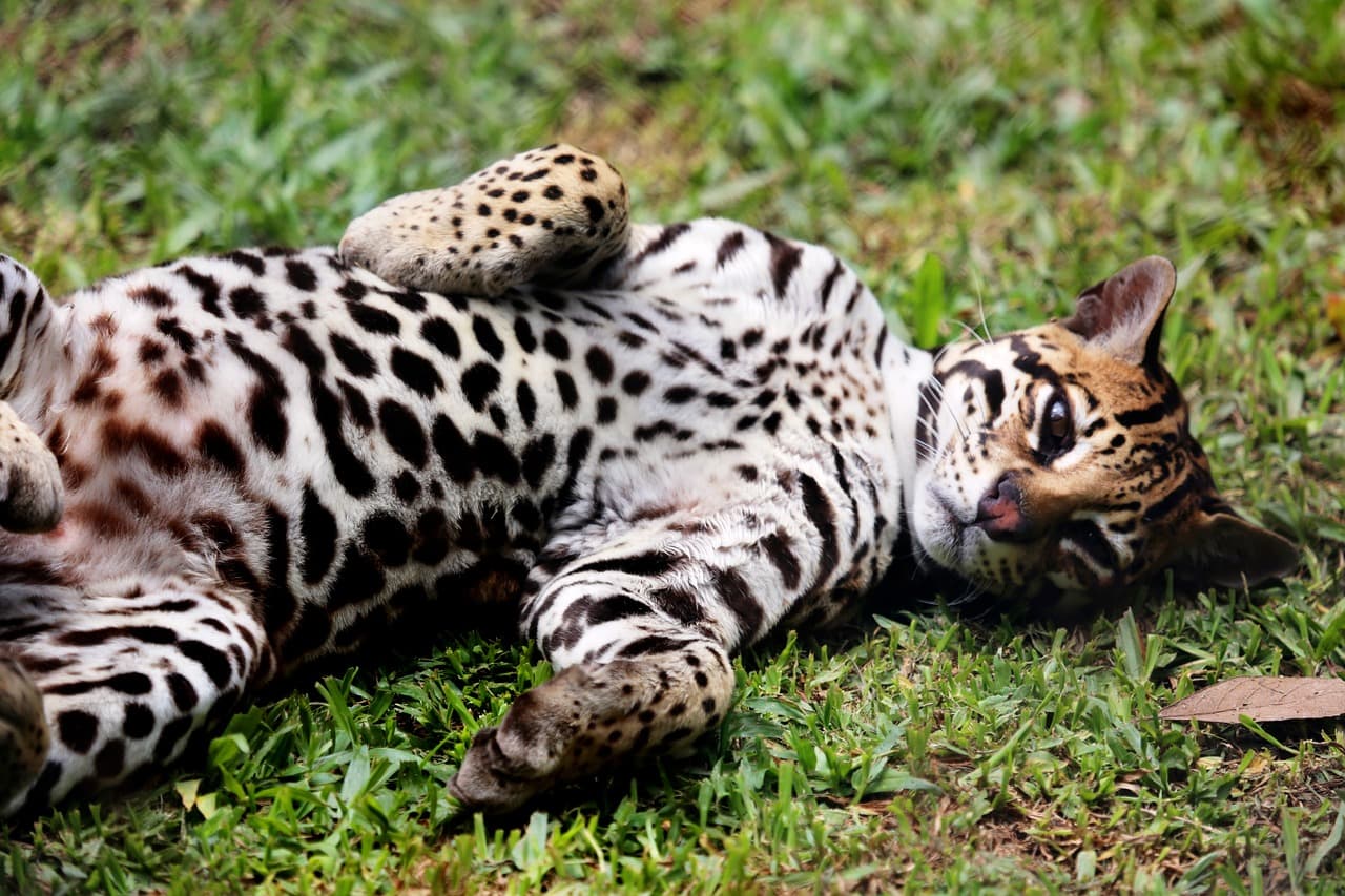 ocelot in the grass
