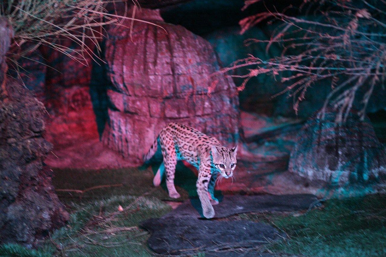 ocelot in the wild