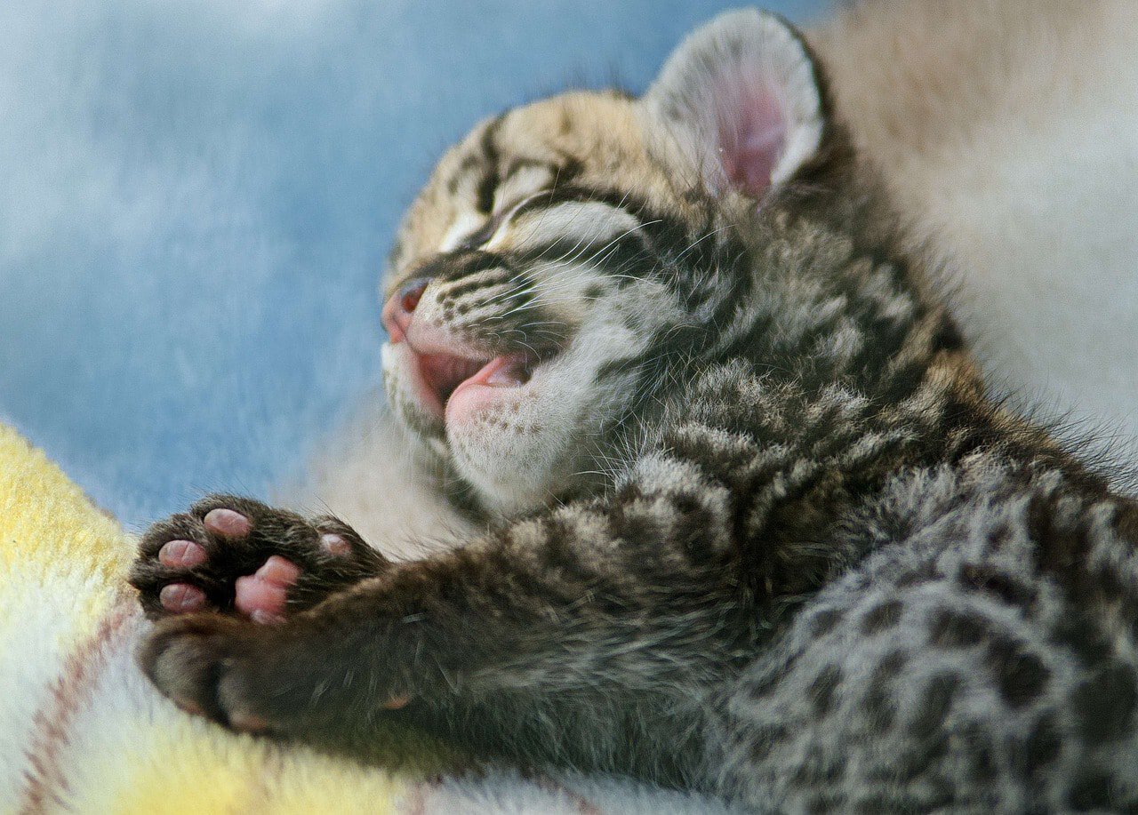 ocelot kitten