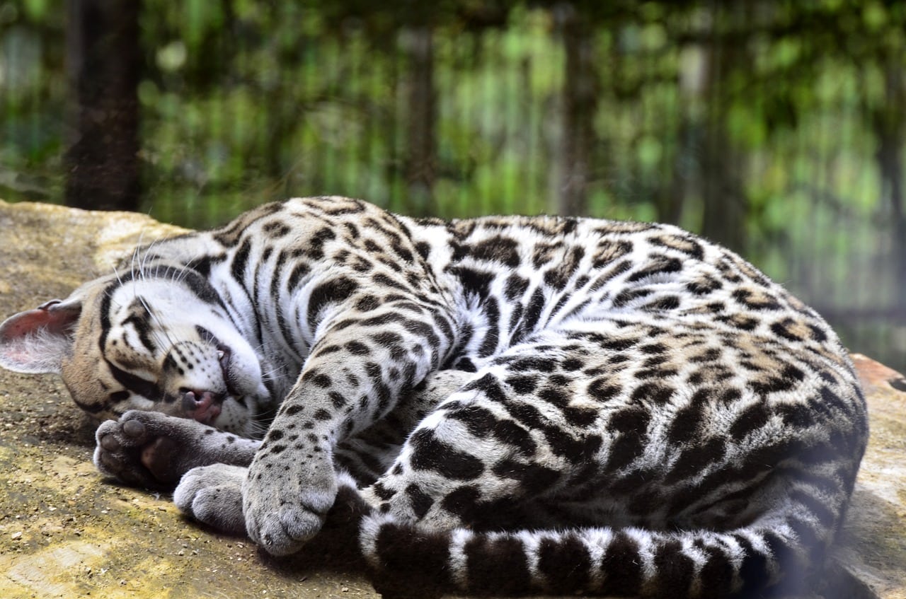 ocelot sleeping