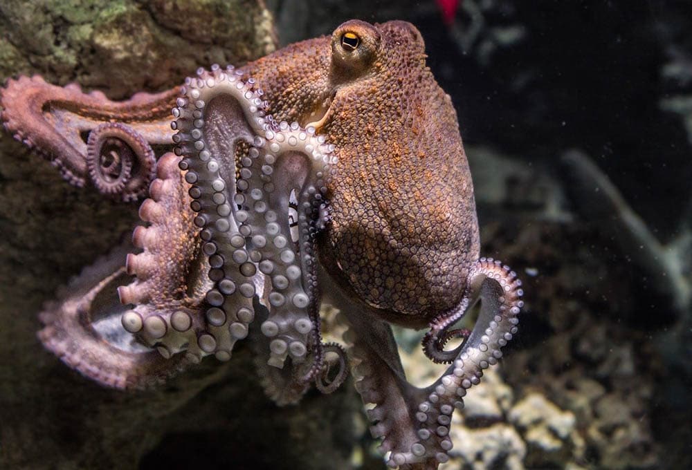 octopus inside aquarium