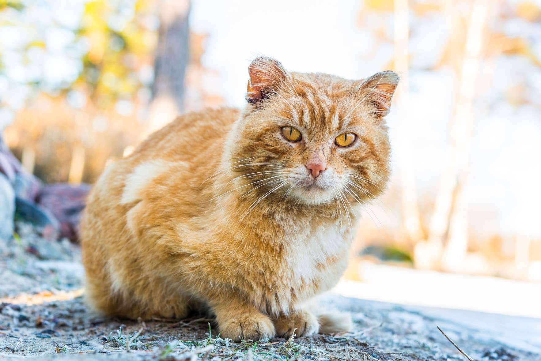 old and shabby cat