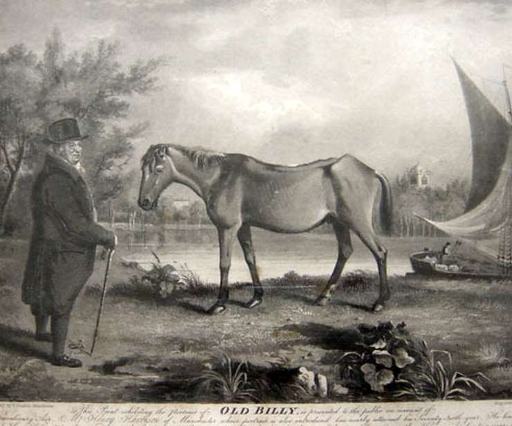 old billy the horse