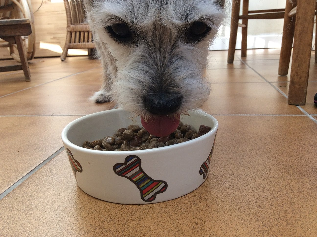 old dog eating